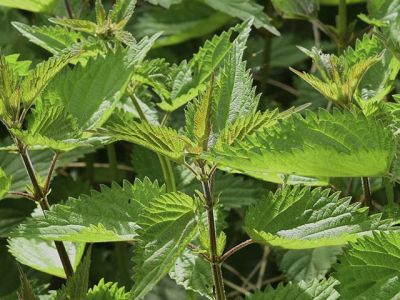 Полезные свойства крапивы, одуванчиков, ревеня и ботвы корнеплодов