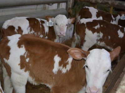 А Гоголь-то был мудр…