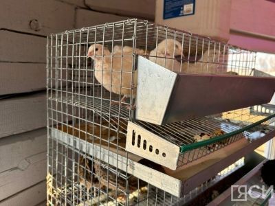 В Горном районе школьник открыл умную перепелиную ферму