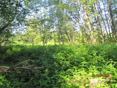 Памятное место, где в Поповском лесу с июля 1942 г. по март 1943 г. базировался партизанский отряд  "Народный мститель"