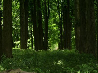 Парк усадьбы Засыпкиных. Начало XIX в.