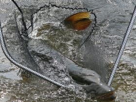 Сплав, отдых и рыбалка на реке Амга. Маршрут: Верхняя Амга - Оннес (390 км.)