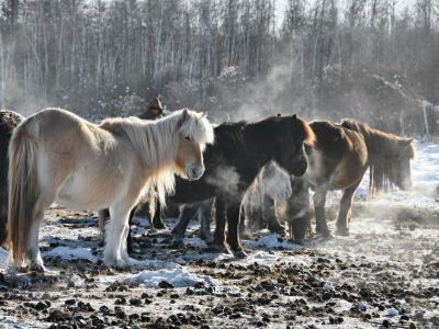 Статус конного завода впервые присвоили хозяйству из Якутии