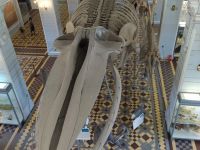 Зоологический музей Зоологического института РАН