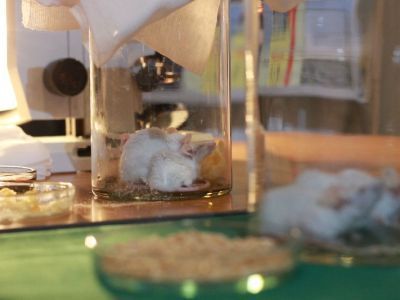 Эксперименты с мышами, робот-уборщик и муравьи. На фестивале науки собрались молодые исследователи