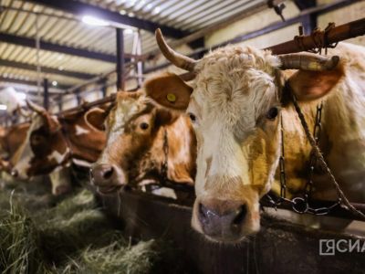 Саха(Якутия)стат опубликовал предварительные данные по животноводству