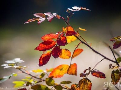 На Якутию надвигается арктический циклон из Красноярского края