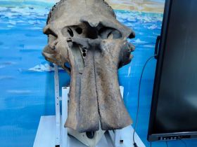 Дайвер Егор Васильев рассказал об удивительных находках на дне якутских рек