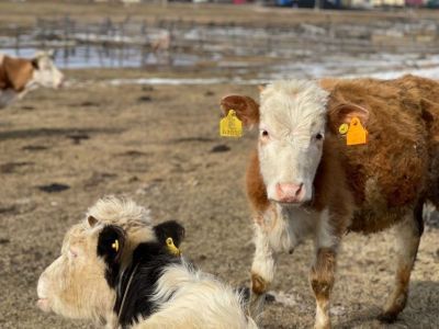 Внесены изменения в порядок предоставления гранта «Агростартап-2023»