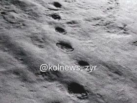 Фотофакт: в Верхнеколымском районе медведь вышел из зимней спячки раньше срока