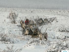 Автопутешествие Якутск - Оймякон - Магадан (Зимний сезон)