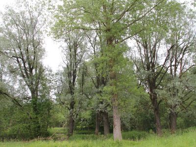 Усадебный парк