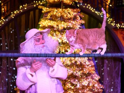 Билеты на Новогодние приключения котов-чемпионов (На Плющихе) / Театр | Афиша | ИнфоТаймс