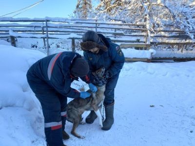 В Нюрбинском улусе Якутии проводят вакцинацию аборигенных лаек против бешенства 