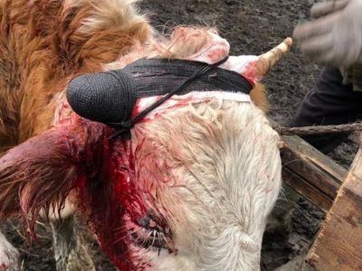 Ветеринары в селе Тулагино помогли бычку со сломанным рогом