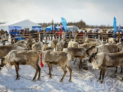 В Якутии определят соискателей премии Василия Кладкина в области оленеводства
