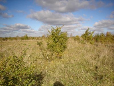 Памятник архитектуры деревянного зодчества XIX в., бывшая церковь Богоявления