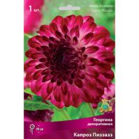 Георгина декоративная Капроз Пиззазз (1 шт.)