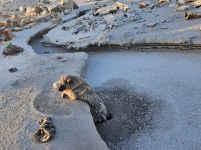 Пожарные Усть-Куйги спасли примерзшую ко льду собаку