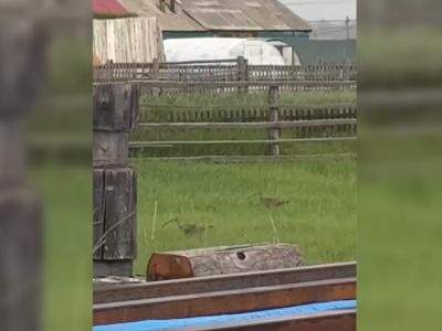 Редких птиц с изогнутым клювом заметили в якутском селе