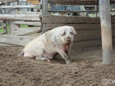 В три раза сократилось поголовье свиней в Якутии