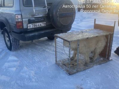 Хозяйский алабай на самовыгуле укусил девятилетнего ребенка в Якутске