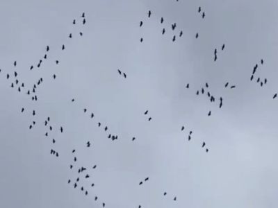 Видеофакт: над якутским селом Бютейдях пролетела стая стерхов