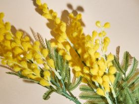 Ветвь Mimosa