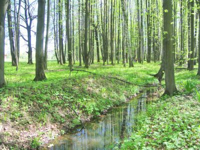 Усадьба Заболотье