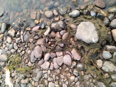 Проверка на Вилюе: «Сгустки» на реке могут быть природным явлением