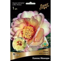 Пион ИТО-гибрид Кэллис Мемори *