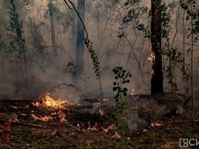 Почти 900 тысяч рублей взыскали с виновного в лесном пожаре жителя Якутии
