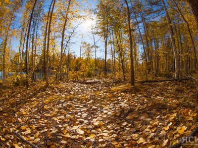 В Якутии ликвидирован один лесной пожар в Горном районе