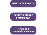 Набор для выращивания растений "Вырасти, Дерево!", "Дерево счастья катальпа"