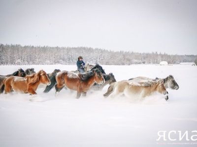 Более 500 млн рублей направят на поддержку табунного коневодства власти Якутии