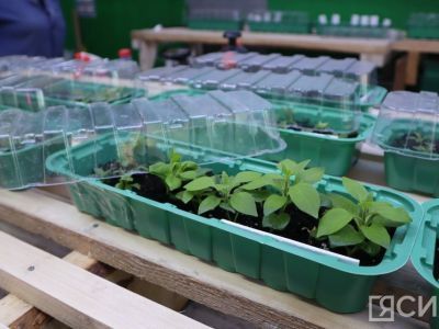 Попробуйте посадить семена этим способом - всхожесть до 100%