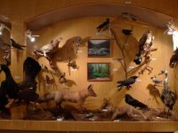 Музей природы р. п. Танхой