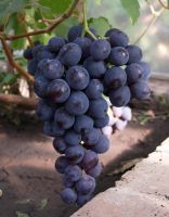Виноград плодовый (Vitis L.) Рошфор