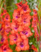 Гладиолус Триколор 1 уп. (3 шт.)