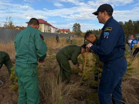 Якутяне высадили 600 сосен для геоглифа «Победа-80»