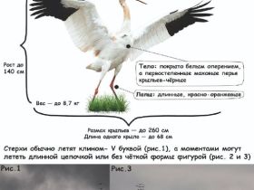 В Якутии стартовал осенний мониторинг стерха