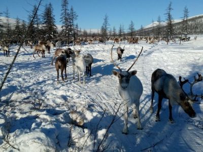 Традиционное оленеводство возрождают в Абыйском районе Якутии
