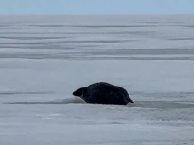 Предположительно редкий морской заяц замечен у Тикси