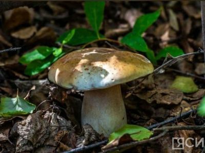 Какую опасность могут нести съедобные грибы и как избежать риска отравления