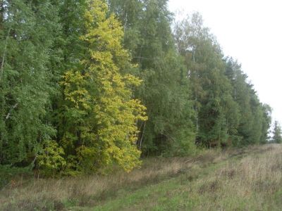 Священная роща