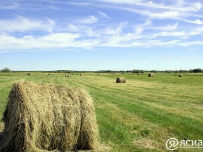 Государственную поддержку аграриев на возмещение затрат по приобретению кормов планируют продолжить