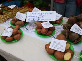 Мясо, рыба, овощи, ягоды и хлеб: в Якутске открылась ярмарка местных производителей «Продовольствие-2026»
