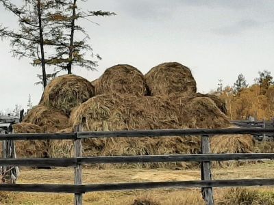 Около 11 тысяч тонн сочных кормов заготовили в хозяйствах Якутии