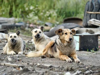 Пострадавшему от укуса собаки ребенку выплатят компенсацию морального вреда в Якутии
