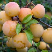 Слива Белая медовая (подвой алыча) (в сетке)